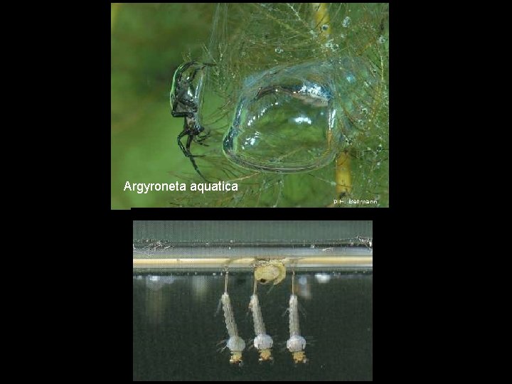 Argyroneta aquatica 