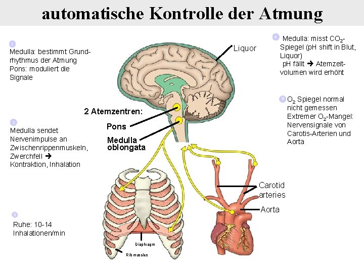 automatische Kontrolle der Atmung 4 1 Liquor Medulla: bestimmt Grundrhythmus der Atmung Pons: moduliert