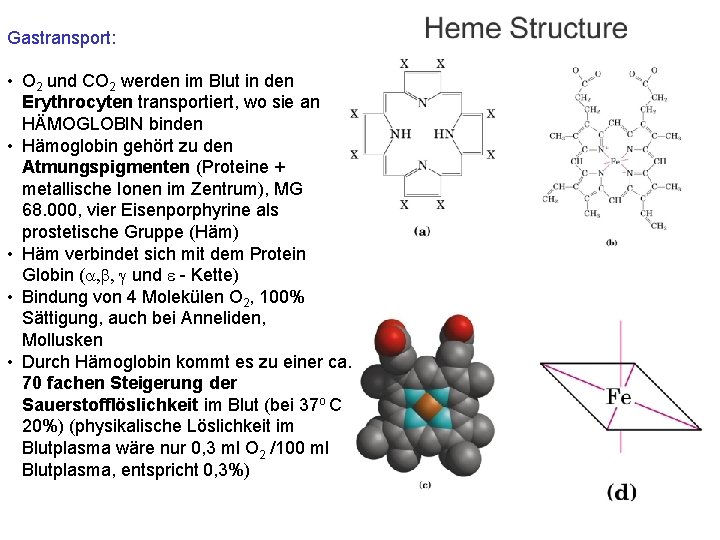 Gastransport: • O 2 und CO 2 werden im Blut in den Erythrocyten transportiert,