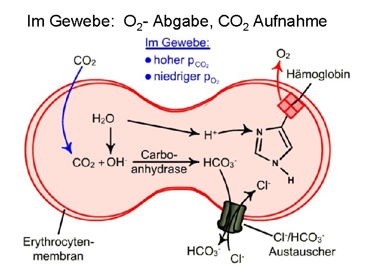 Im Gewebe: O 2 - Abgabe, CO 2 Aufnahme 