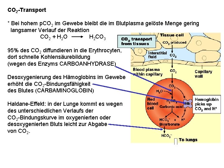 CO 2 -Transport * Bei hohem p. CO 2 im Gewebe bleibt die im