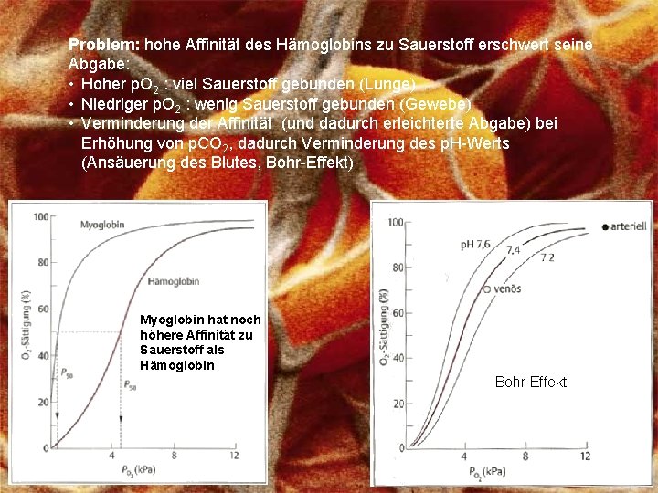 Problem: hohe Affinität des Hämoglobins zu Sauerstoff erschwert seine Abgabe: • Hoher p. O