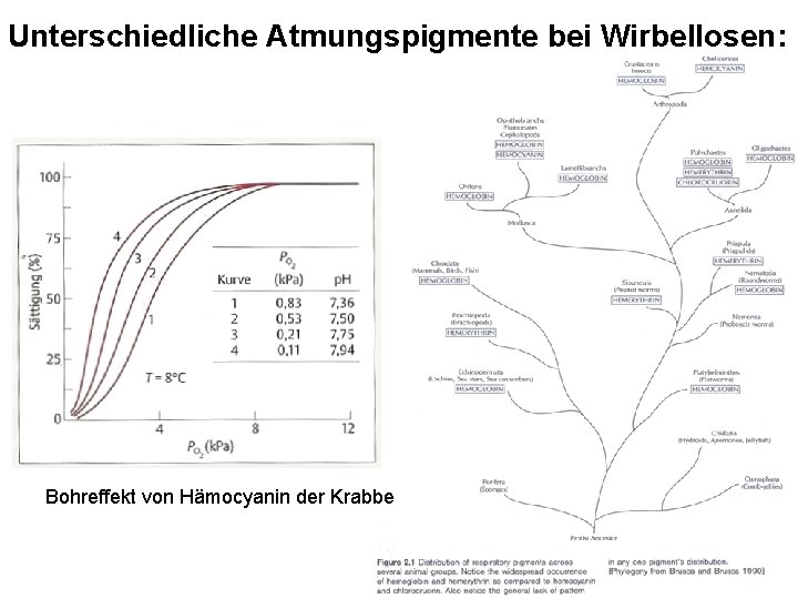 Unterschiedliche Atmungspigmente bei Wirbellosen: Bohreffekt von Hämocyanin der Krabbe Atmungspigment Vorkommen Metall Hämerythrin Priapuliden,