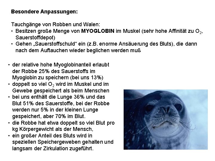 Besondere Anpassungen: Tauchgänge von Robben und Walen: • Besitzen große Menge von MYOGLOBIN im