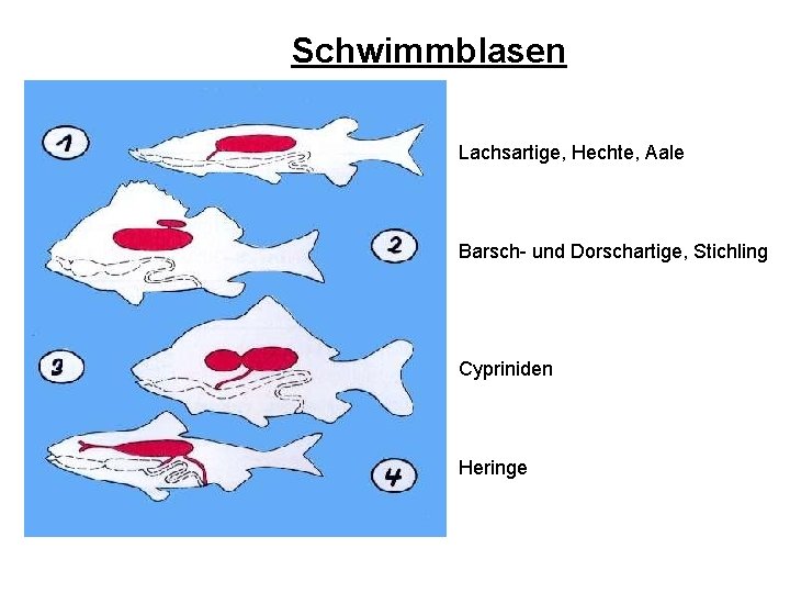 Schwimmblasen Lachsartige, Hechte, Aale Barsch- und Dorschartige, Stichling Cypriniden Heringe 