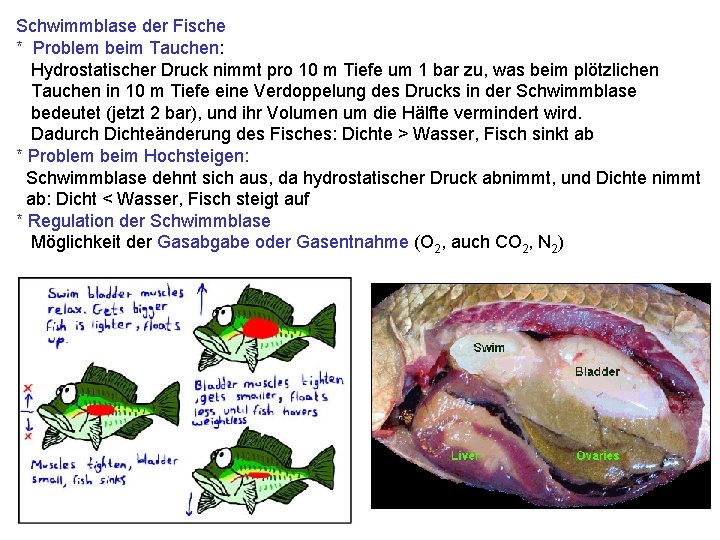 Schwimmblase der Fische * Problem beim Tauchen: Hydrostatischer Druck nimmt pro 10 m Tiefe