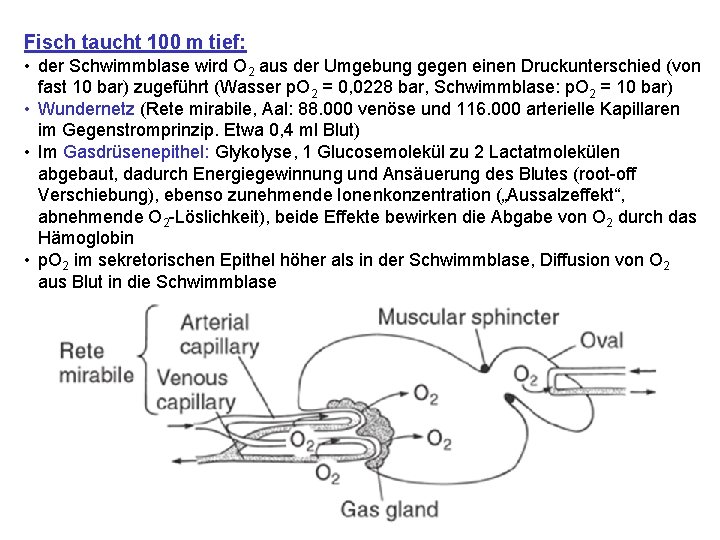 Fisch taucht 100 m tief: • der Schwimmblase wird O 2 aus der Umgebung