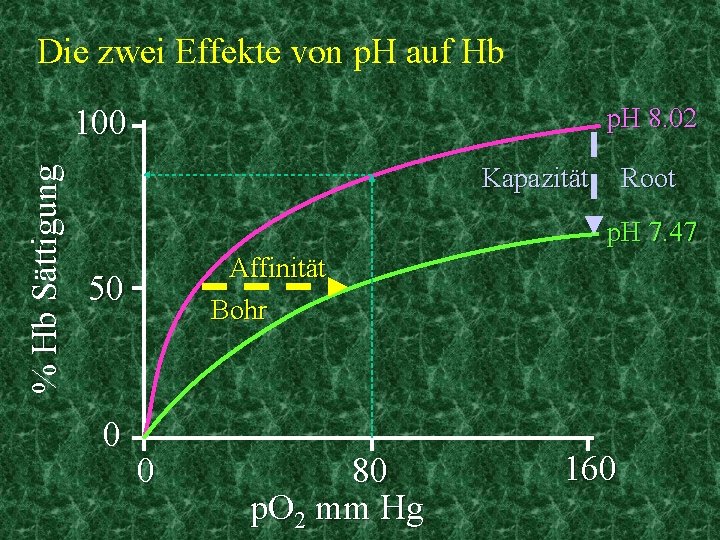 Die zwei Effekte von p. H auf Hb p. H 8. 02 % Hb