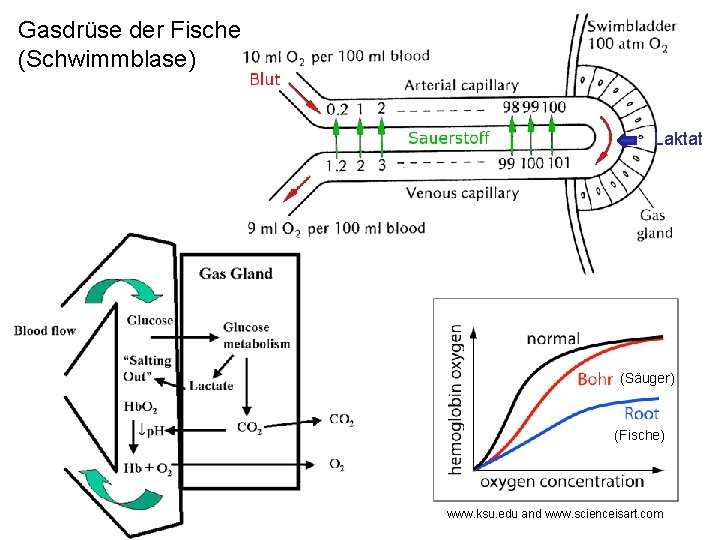 Gasdrüse der Fische (Schwimmblase) Laktat (Säuger) (Fische) www. ksu. edu and www. scienceisart. com