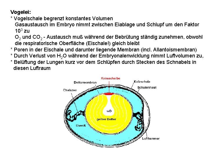 Vogelei: * Vogelschale begrenzt konstantes Volumen Gasaustausch im Embryo nimmt zwischen Eiablage und Schlupf