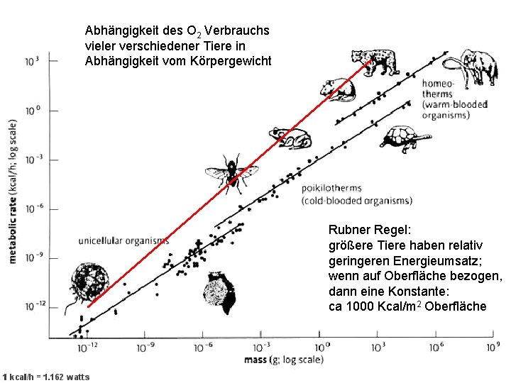 Abhängigkeit des O 2 Verbrauchs vieler verschiedener Tiere in Abhängigkeit vom Körpergewicht Rubner Regel: