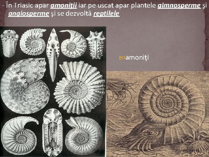 - În Triasic apar amoniţii iar pe uscat apar plantele gimnosperme şi angiosperme şi