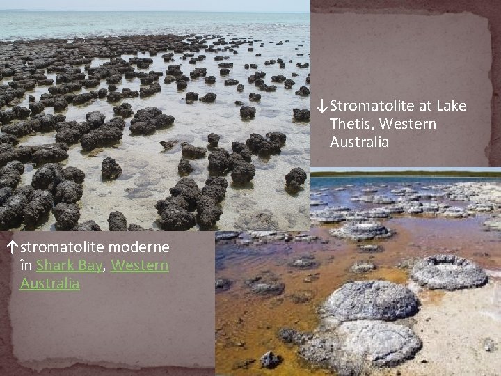 ↓Stromatolite at Lake Thetis, Western Australia ↑stromatolite moderne în Shark Bay, Western Australia 
