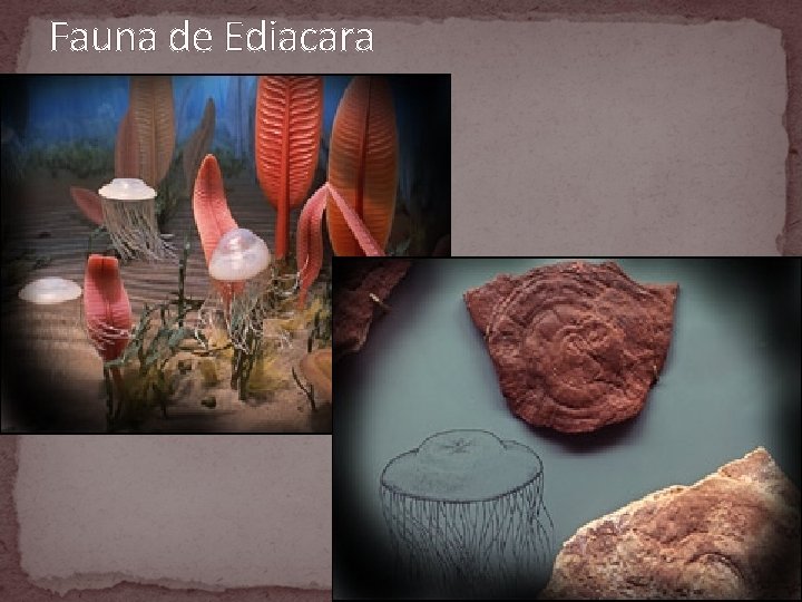 Fauna de Ediacara 