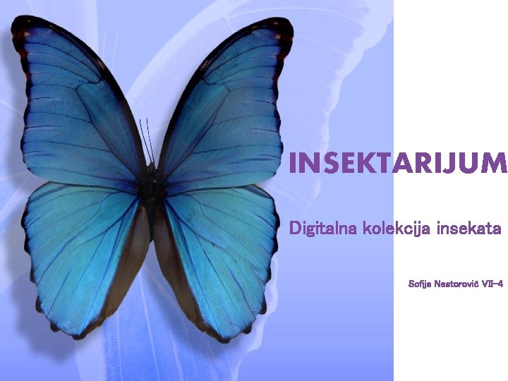 INSEKTARIJUM Digitalna kolekcija insekata Sofija Nestorović VII-4 