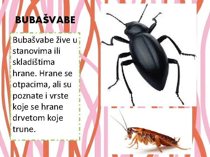 BUBAŠVABE Bubašvabe žive u stanovima ili skladištima hrane. Hrane se otpacima, ali su poznate