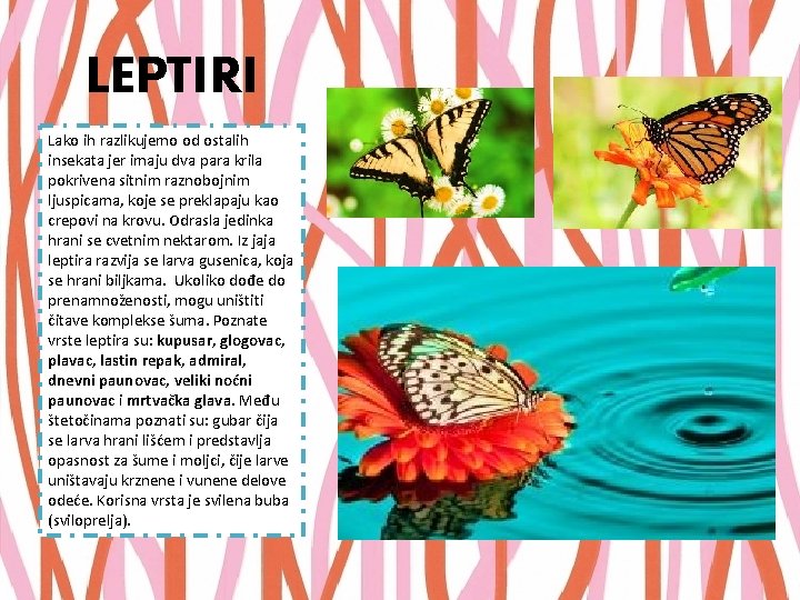 LEPTIRI Lako ih razlikujemo od ostalih insekata jer imaju dva para krila pokrivena sitnim