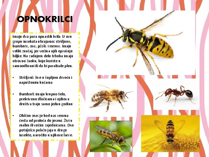 OPNOKRILCI Imaju dva para opnastih krila. U ovu grupu insekata ubrajamo: stršljane, bumbare, ose,