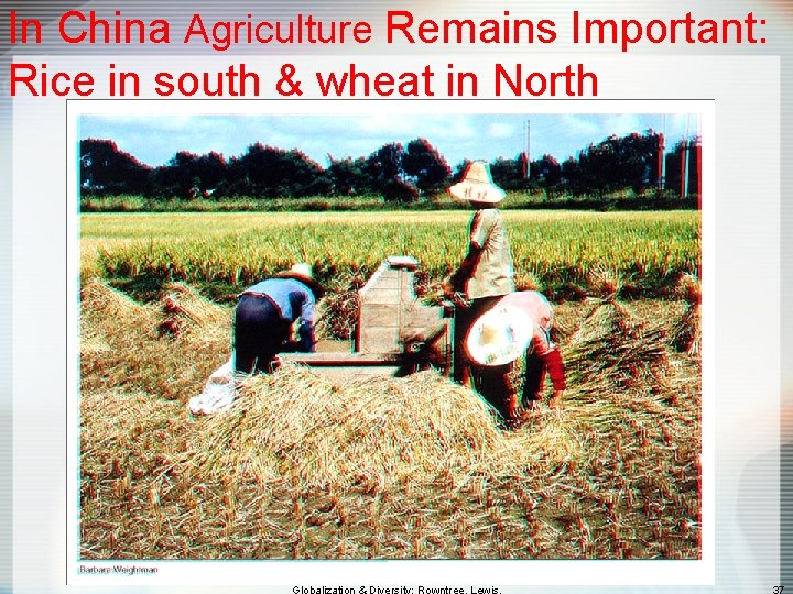 In China Agriculture Remains Important: Rice in south & wheat in North 