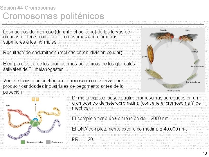 Sesión #4 Cromosomas politénicos Los núcleos de interfase (durante el politeno) de las larvas