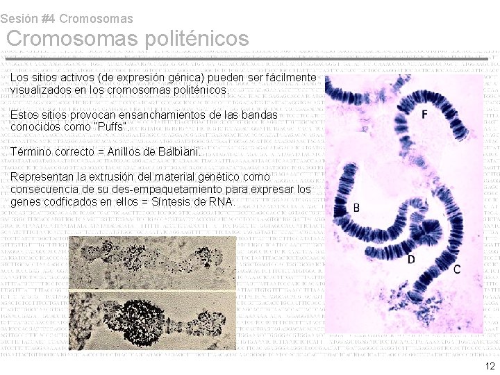 Sesión #4 Cromosomas politénicos Los sitios activos (de expresión génica) pueden ser fácilmente visualizados Sesión #4 Cromosomas politénicos Los sitios activos (de expresión génica) pueden ser fácilmente visualizados