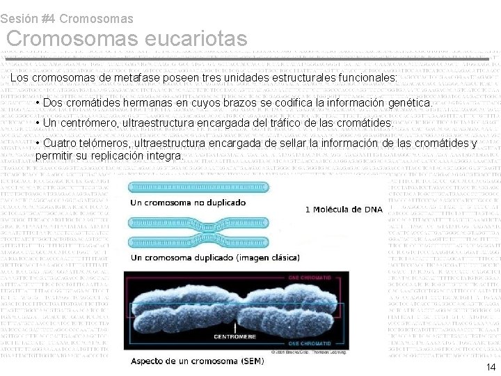 Sesión #4 Cromosomas eucariotas Los cromosomas de metafase poseen tres unidades estructurales funcionales: •