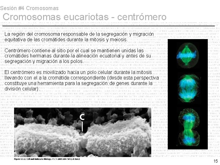 Sesión #4 Cromosomas eucariotas - centrómero La región del cromosoma responsable de la segregación