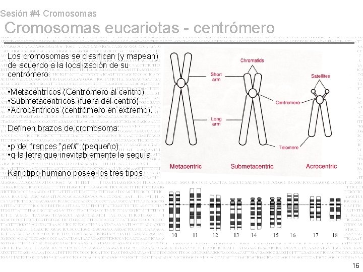 Sesión #4 Cromosomas eucariotas - centrómero Los cromosomas se clasifican (y mapean) de acuerdo