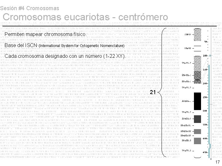 Sesión #4 Cromosomas eucariotas - centrómero Permiten mapear chromosoma físico. Base del ISCN (International