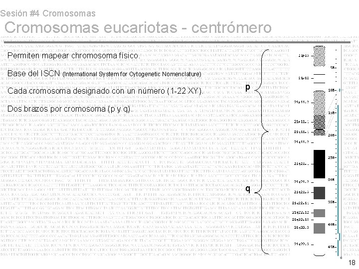 Sesión #4 Cromosomas eucariotas - centrómero Permiten mapear chromosoma físico. Base del ISCN (International