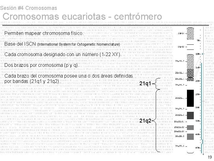 Sesión #4 Cromosomas eucariotas - centrómero Permiten mapear chromosoma físico. Base del ISCN (International