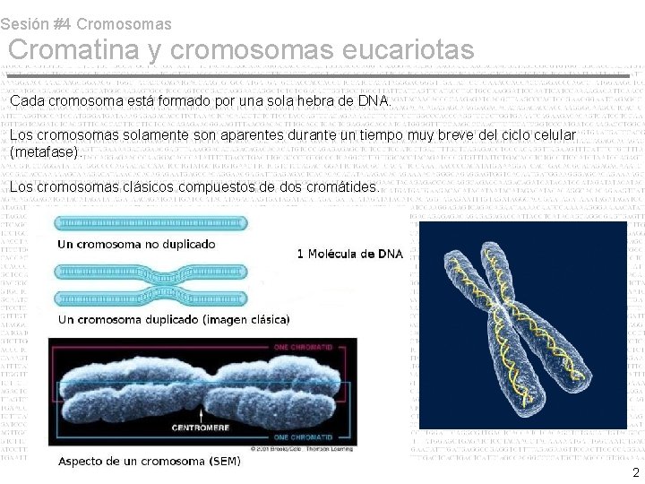 Sesión #4 Cromosomas Cromatina y cromosomas eucariotas Cada cromosoma está formado por una sola