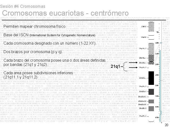 Sesión #4 Cromosomas eucariotas - centrómero Permiten mapear chromosoma físico. Base del ISCN (International