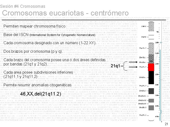 Sesión #4 Cromosomas eucariotas - centrómero Permiten mapear chromosoma físico. Base del ISCN (International