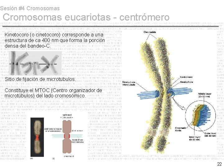 Sesión #4 Cromosomas eucariotas - centrómero Kinetocoro (o cinetocoro) corresponde a una estructura de