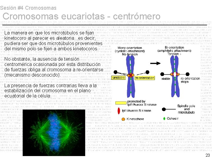 Sesión #4 Cromosomas eucariotas - centrómero La manera en que los microtúbulos se fijan