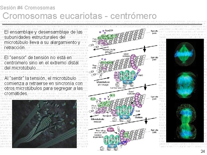 Sesión #4 Cromosomas eucariotas - centrómero El ensamblaje y desensamblaje de las subunidades estructurales