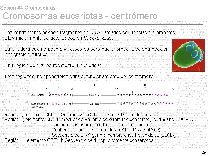 Sesión #4 Cromosomas eucariotas - centrómero Los centrómeros poseen fragments de DNA llamados secuencias Sesión #4 Cromosomas eucariotas - centrómero Los centrómeros poseen fragments de DNA llamados secuencias