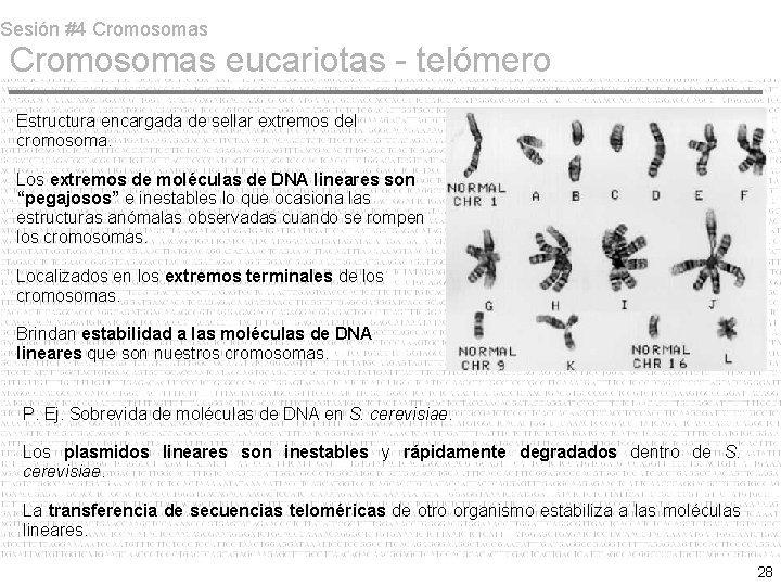 Sesión #4 Cromosomas eucariotas - telómero Estructura encargada de sellar extremos del cromosoma. Los