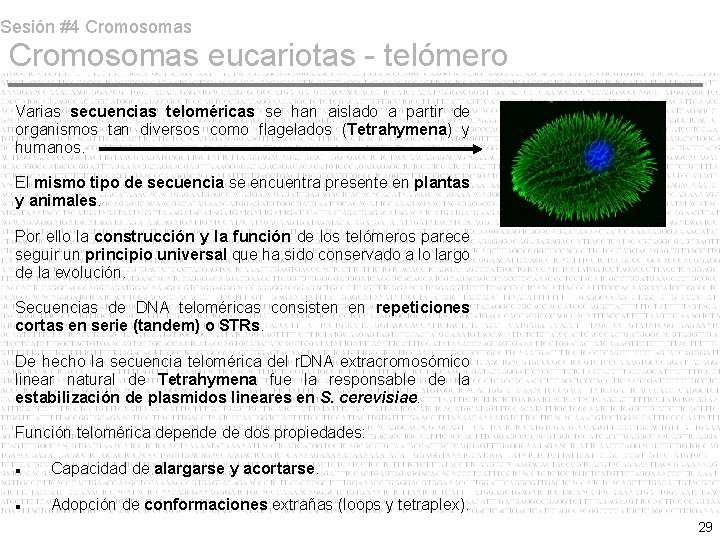 Sesión #4 Cromosomas eucariotas - telómero Varias secuencias teloméricas se han aislado a partir Sesión #4 Cromosomas eucariotas - telómero Varias secuencias teloméricas se han aislado a partir
