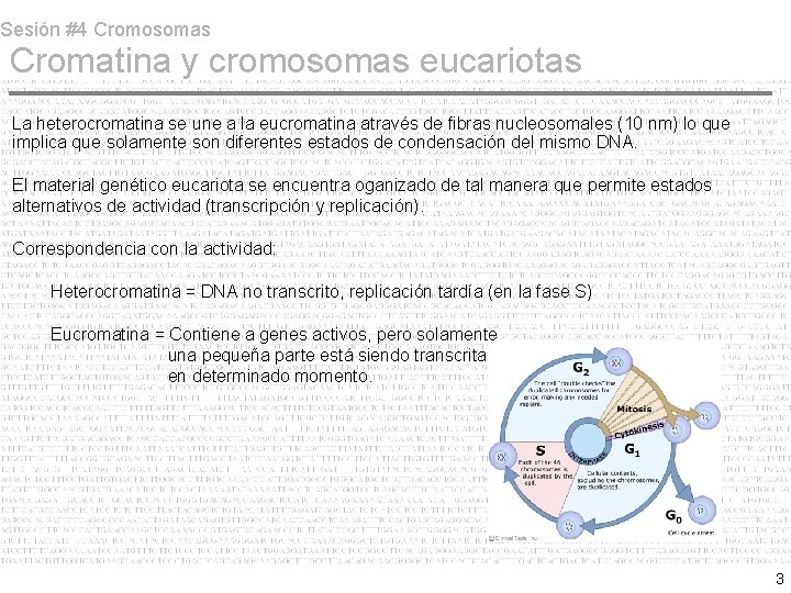 Sesión #4 Cromosomas Cromatina y cromosomas eucariotas La heterocromatina se une a la eucromatina