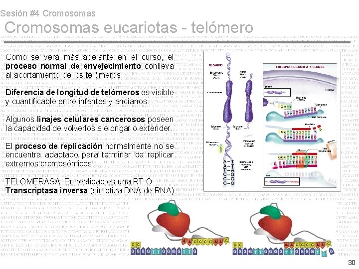 Sesión #4 Cromosomas eucariotas - telómero Como se verá más adelante en el curso,