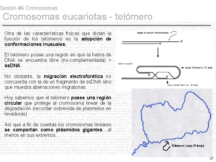 Sesión #4 Cromosomas eucariotas - telómero Otra de las características físicas que dictan la