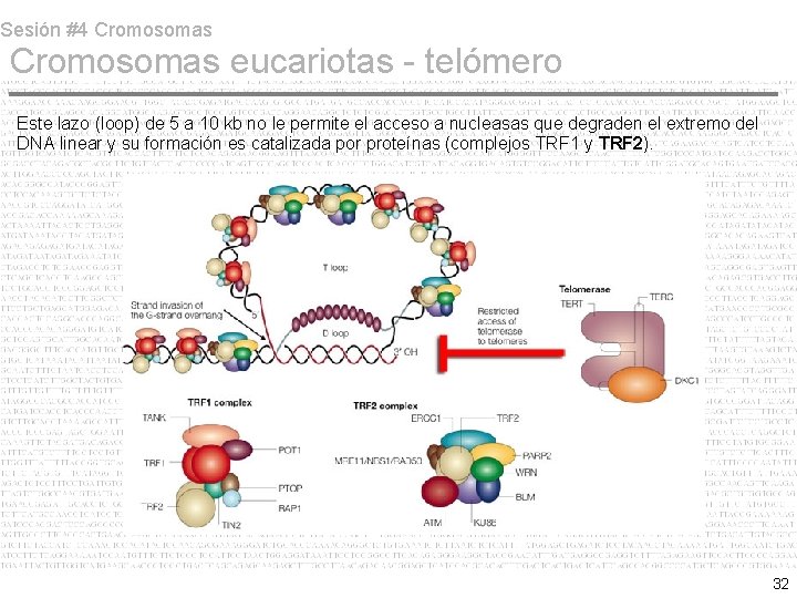 Sesión #4 Cromosomas eucariotas - telómero Este lazo (loop) de 5 a 10 kb Sesión #4 Cromosomas eucariotas - telómero Este lazo (loop) de 5 a 10 kb