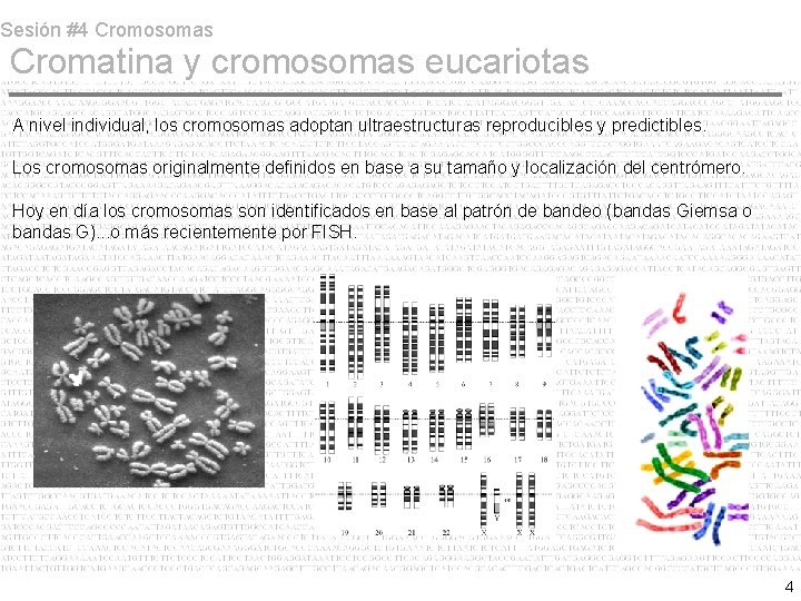 Sesión #4 Cromosomas Cromatina y cromosomas eucariotas A nivel individual, los cromosomas adoptan ultraestructuras Sesión #4 Cromosomas Cromatina y cromosomas eucariotas A nivel individual, los cromosomas adoptan ultraestructuras