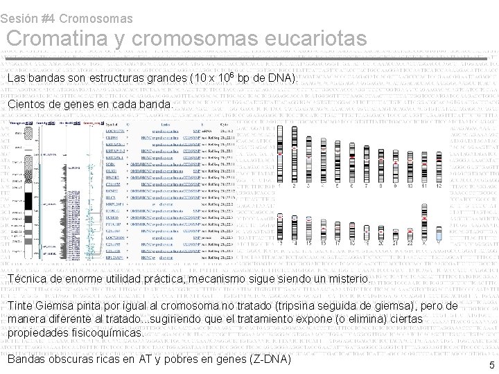 Sesión #4 Cromosomas Cromatina y cromosomas eucariotas Las bandas son estructuras grandes (10 x Sesión #4 Cromosomas Cromatina y cromosomas eucariotas Las bandas son estructuras grandes (10 x