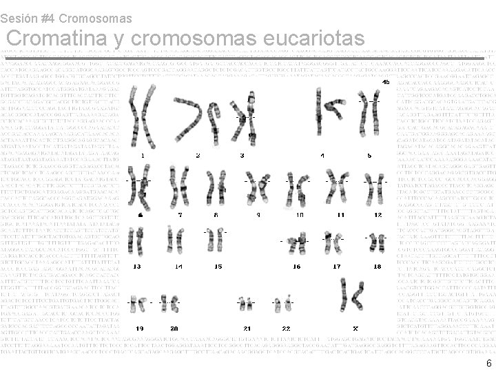 Sesión #4 Cromosomas Cromatina y cromosomas eucariotas 6 