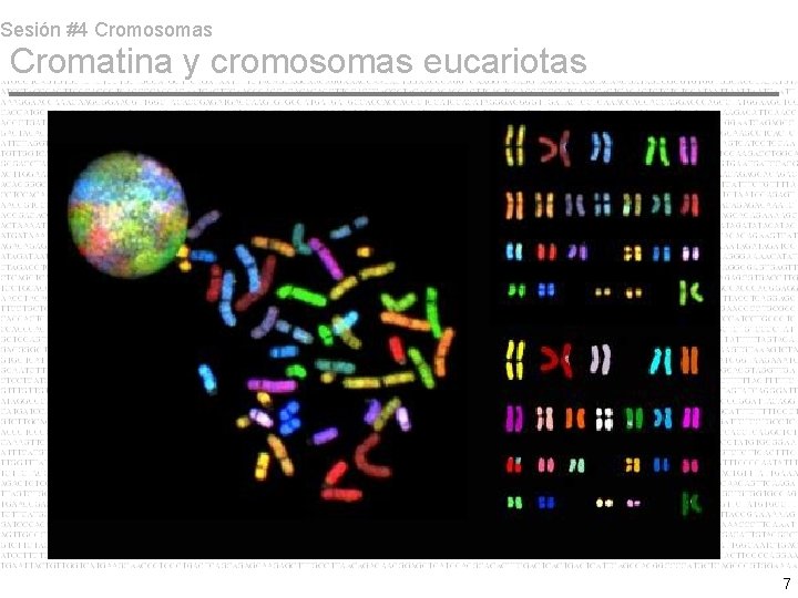 Sesión #4 Cromosomas Cromatina y cromosomas eucariotas 7 