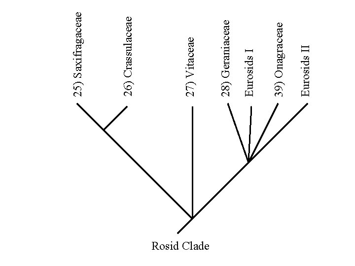 Rosid Clade Eurosids II 39) Onagraceae Eurosids I 28) Geraniaceae 27) Vitaceae 26) Crassulaceae
