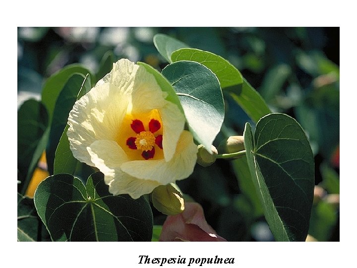 Thespesia populnea 